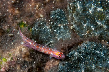 Beyaz Çubuklu Pygmygoby Eviota albolineata