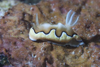 Goniobranchus coi Çıplak Endonezya