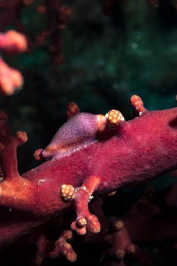 Yumurta Cowry Dentiovula dorsuosa