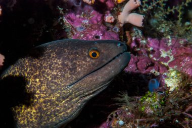 Dev Mooray Gymnothorax javanicus
