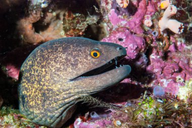 Dev Mooray Gymnothorax javanicus