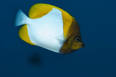 Piramit Kelebek Balığı Hemitaurichtys polylepis