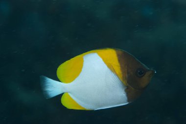 Piramit Kelebek Balığı Hemitaurichtys polylepis