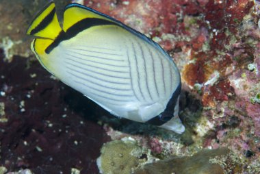 Boş Kelebek Balığı Chaetodon vagabundus