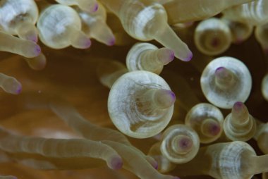 Kabarcık Denizi Anemone Entacmaea dört renkli