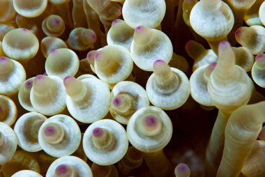 Kabarcık Denizi Anemone Entacmaea dört renkli