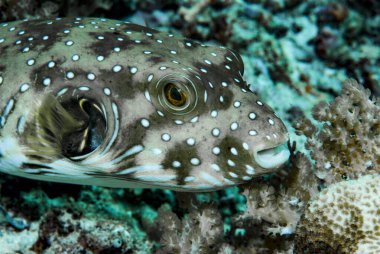 Yıldızlar ve Çizgiler Kirpi Balığı Arothron hispidus