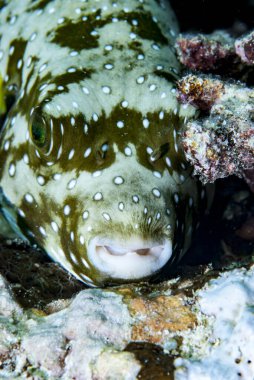 Yıldızlar ve Çizgiler Kirpi Balığı Arothron hispidus