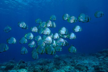 Dairesel Spadişah Platax yörüngesiName