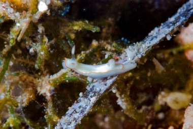 Thorunna furtiva Çıplak Endonezya