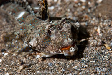 Parmaklı Dragonet Dactylopus Dactylopus