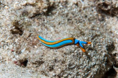 Thuridilla lineolata Deniz Sümüklüböceği