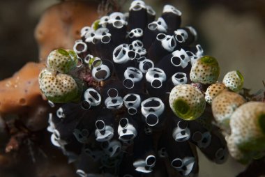 Koloni Ascidian (Clavelina sp..)