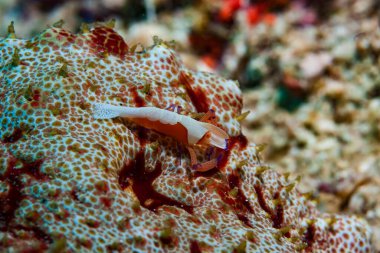 Kromodoris Lochi Çıplak Filipinler