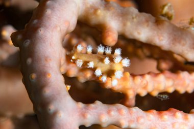 Kromodoris Lochi Çıplak Filipinler