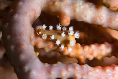 Kromodoris Lochi Çıplak Filipinler