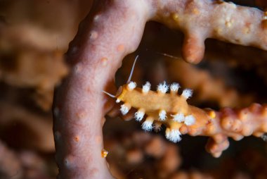 Kromodoris Lochi Çıplak Filipinler