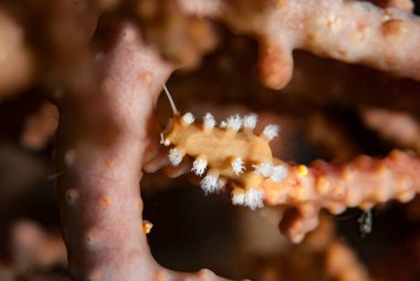 Kromodoris Lochi Çıplak Filipinler