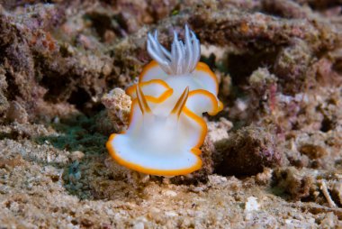 Kromodoris Lochi Çıplak Filipinler