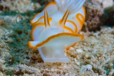 Kromodoris Lochi Çıplak Filipinler