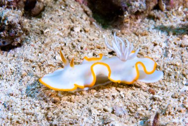 Kromodoris Lochi Çıplak Filipinler