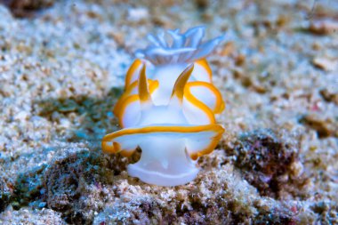 Kromodoris Lochi Çıplak Filipinler