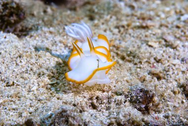 Kromodoris Lochi Çıplak Filipinler