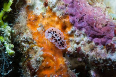 Kromodoris Lochi Çıplak Filipinler