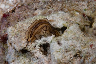 Kromodoris Lochi Çıplak Filipinler