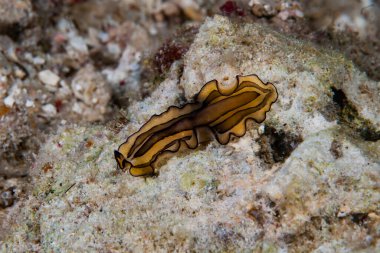 Kromodoris Lochi Çıplak Filipinler