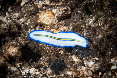 Kromodoris Lochi Çıplak Filipinler