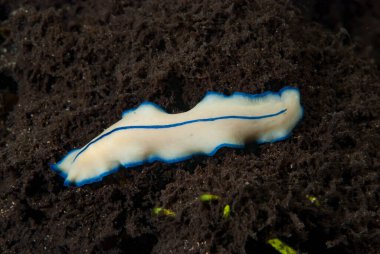 Kromodoris Lochi Çıplak Filipinler