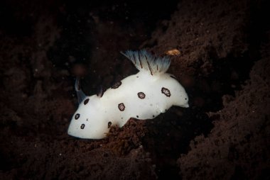 Kromodoris Lochi Çıplak Filipinler