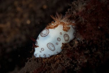 Kromodoris Lochi Çıplak Filipinler