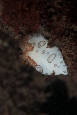 Kromodoris Lochi Çıplak Filipinler