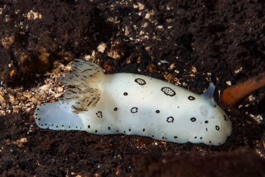 Kromodoris Lochi Çıplak Filipinler