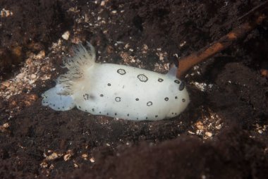 Kromodoris Lochi Çıplak Filipinler