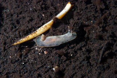 Kromodoris Lochi Çıplak Filipinler