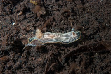 Kromodoris Lochi Çıplak Filipinler