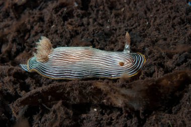 Kromodoris Lochi Çıplak Filipinler