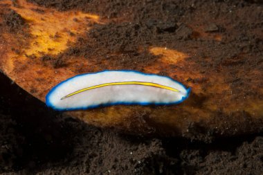 Kromodoris Lochi Çıplak Filipinler