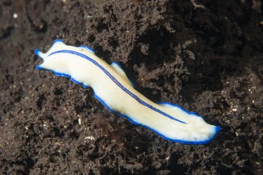 Kromodoris Lochi Çıplak Filipinler