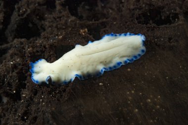 Kromodoris Lochi Çıplak Filipinler