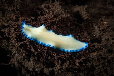 Kromodoris Lochi Çıplak Filipinler