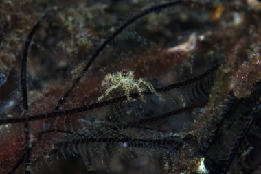 Kromodoris Lochi Çıplak Filipinler