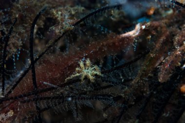 Kromodoris Lochi Çıplak Filipinler