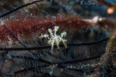 Kromodoris Lochi Çıplak Filipinler