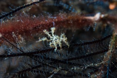 Kromodoris Lochi Çıplak Filipinler