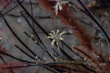 Kromodoris Lochi Çıplak Filipinler