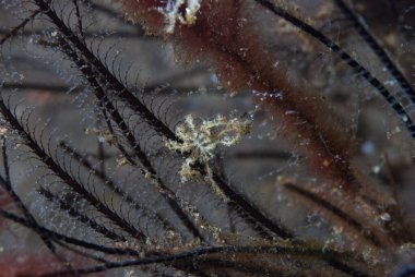 Kromodoris Lochi Çıplak Filipinler